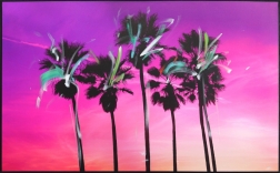 Pete Kasprzak: Venice California Pink Palms 3