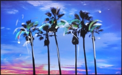 Pete Kasprzak: Venice California Blue Palms III