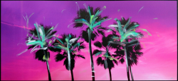 Pete Kasprzak: Venice California Pink Palms - Halfway To Night