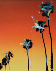 Pete Kasprzak: Santa Barbara Up Palms 1