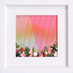 Lee Herring: Pink Rays