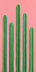 Will Beger: Desert Rose