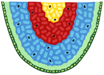 Will Beger: Rainbow Slice