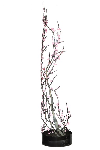 Darcy Bellamy: Ancient Cherry Blossoms image 1