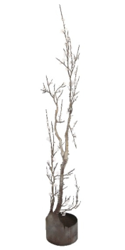 Darcy Bellamy: Winter Blossoms
