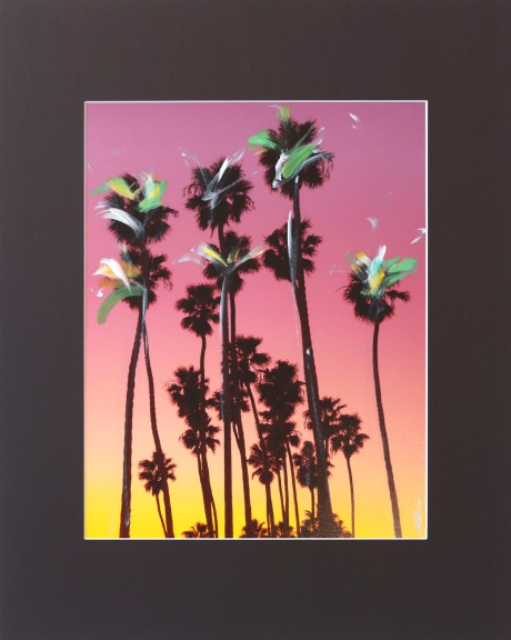 Pete Kasprzak: Santa Barbara Grouped Palms I image 2