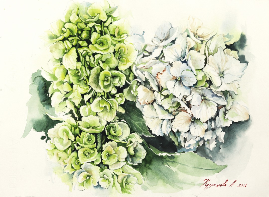 Anna Kudriashova: Green and White Hydrangeas image 2
