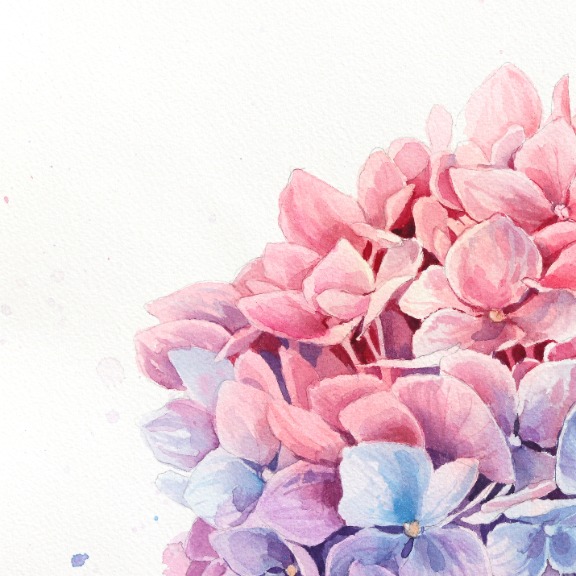 Anna Kudriashova: Pink Cloud Hydrangeas image 2