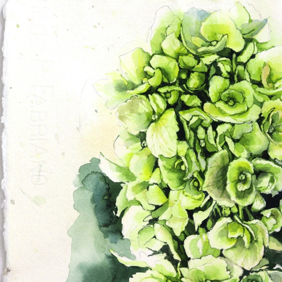 Anna Kudriashova: Green and White Hydrangeas image 3