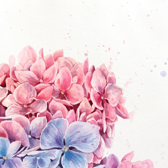 Anna Kudriashova: Pink Cloud Hydrangeas image 3
