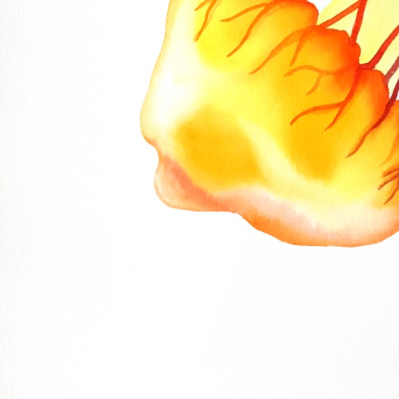 Xiao Wen Xu: Rainbowland Jellyfish I image 3