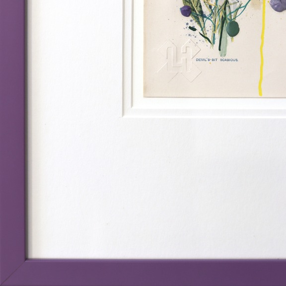 Lee Herring: Devil's Bit Scabious image 5