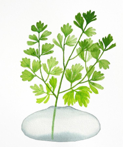 Botanical Art Trends 2026: Modern Floral Paintings: November 7, 2025 - January 1, 2028